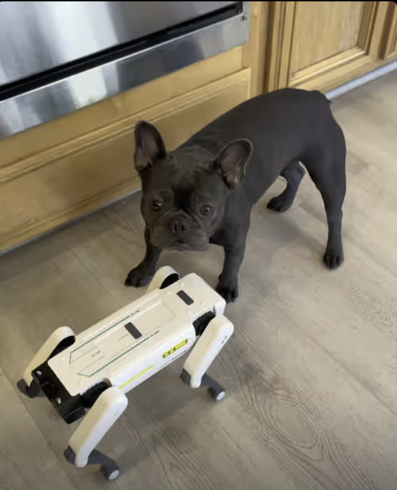 Frenchie vs. Dog Robot !!!